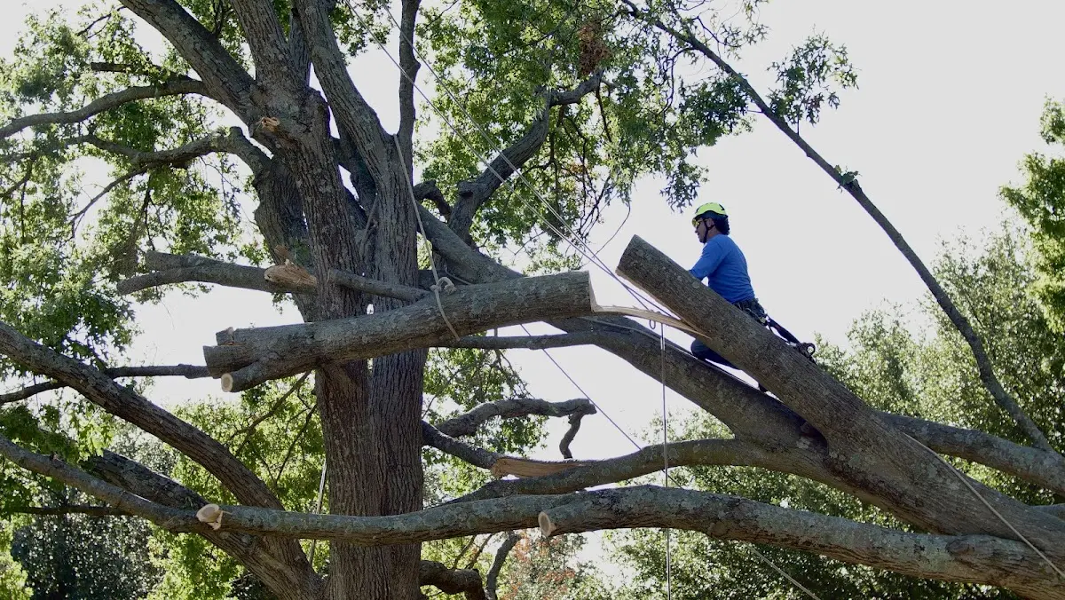 Professional Hazardous Tree Removal performed by certified arborists in Follett